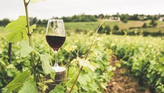 Wine in Izmir: A Taste of Aegean Elegance